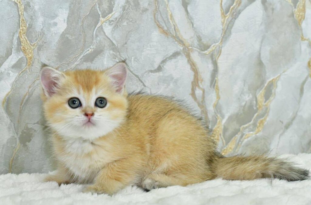 Milka – Female