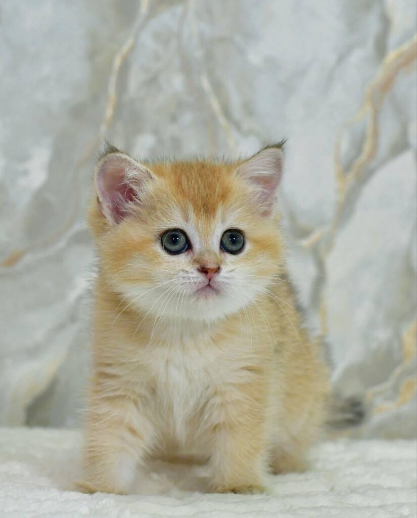 Milka – Female