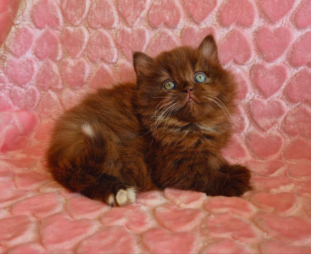 Iva – Female