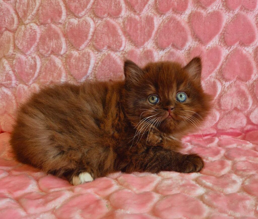 Iva – Female