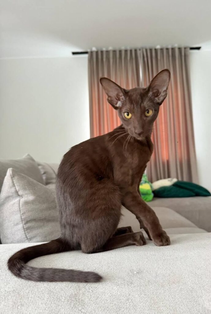 Bliss – Female