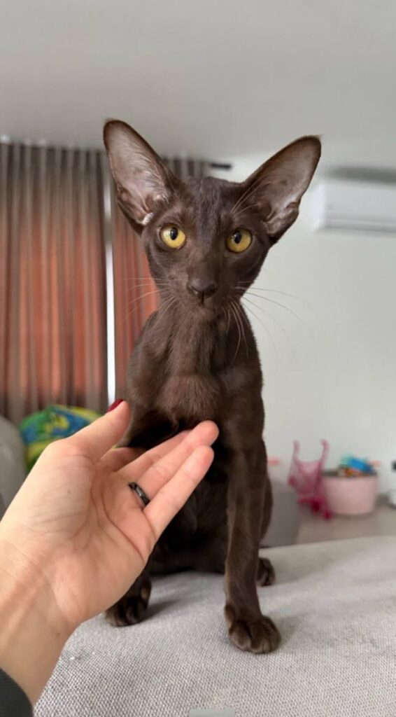 Bliss – Female