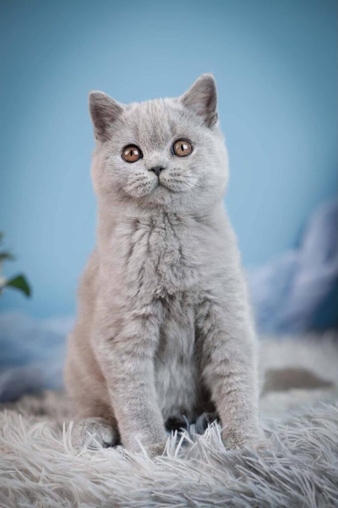 Crystal – Female