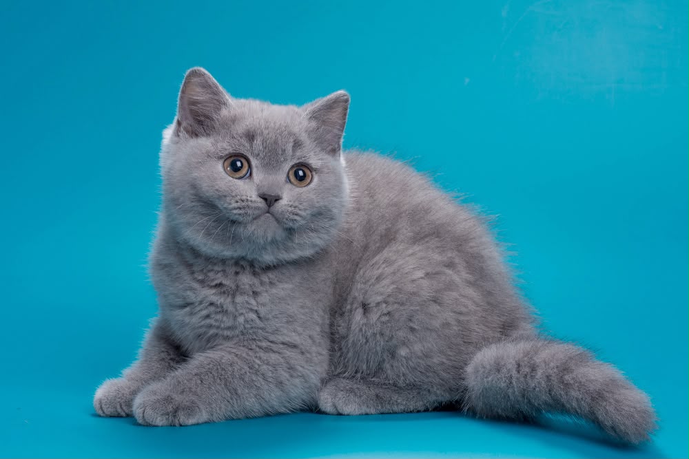 Roci – Male