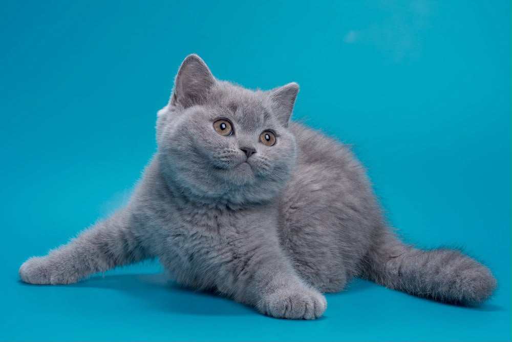 Roci – Male