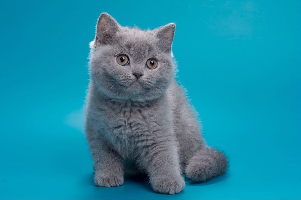 Roci – Male