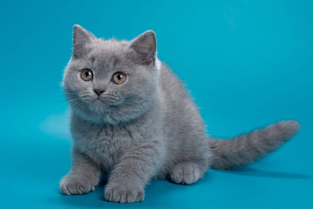 Roci – Male