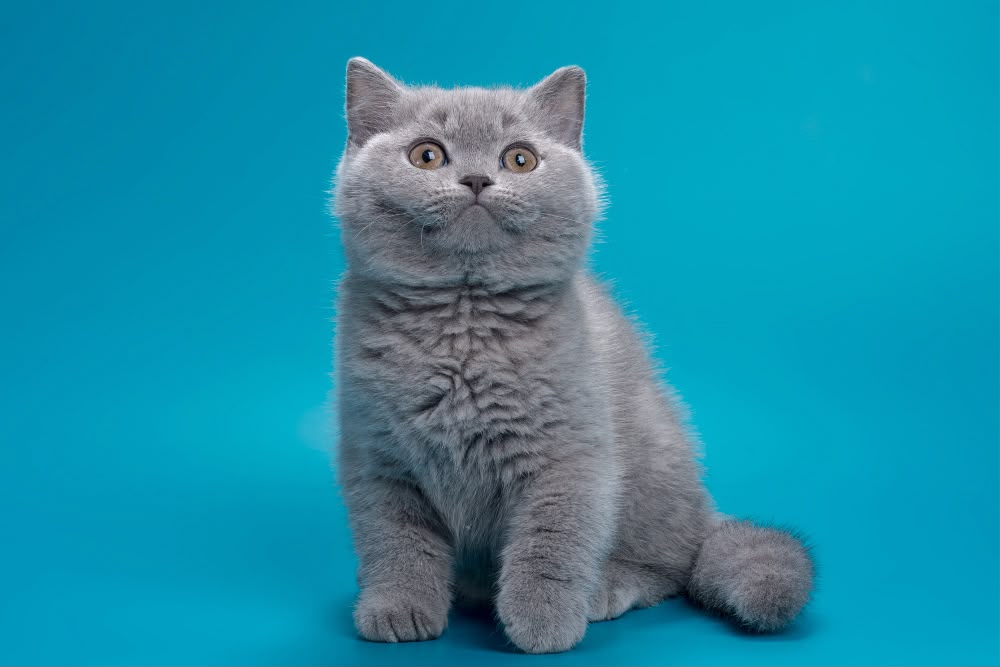 Roci – Male