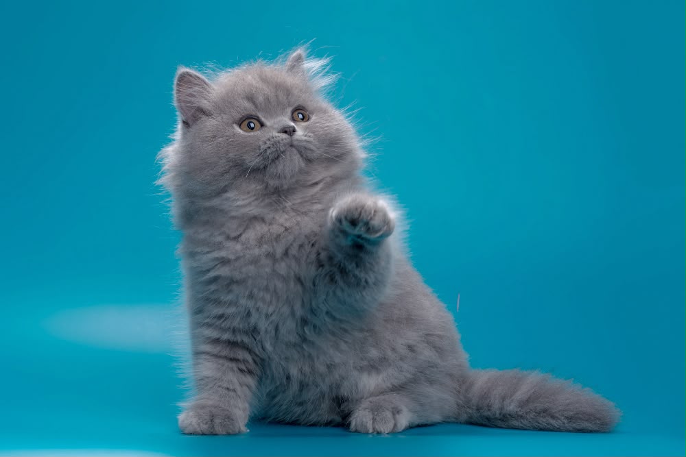 Ricky – Male