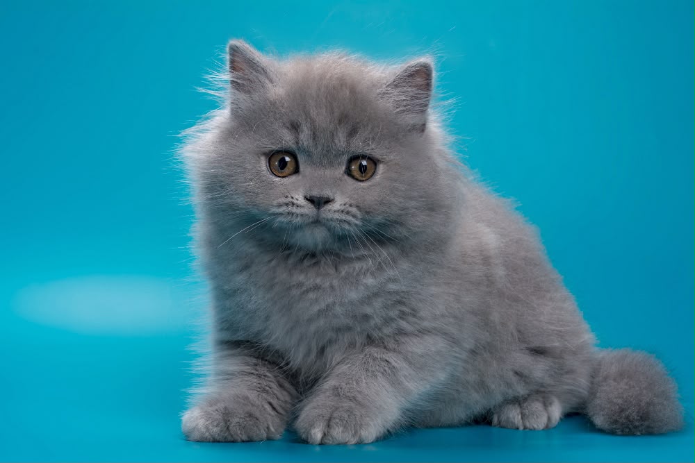 Ricky – Male
