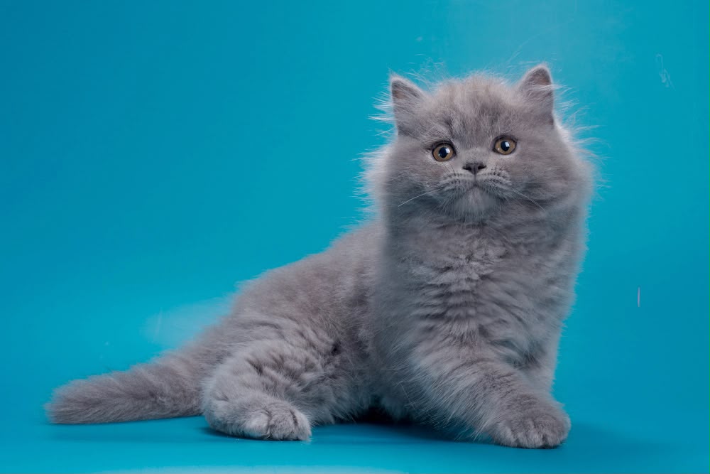 Ricky – Male