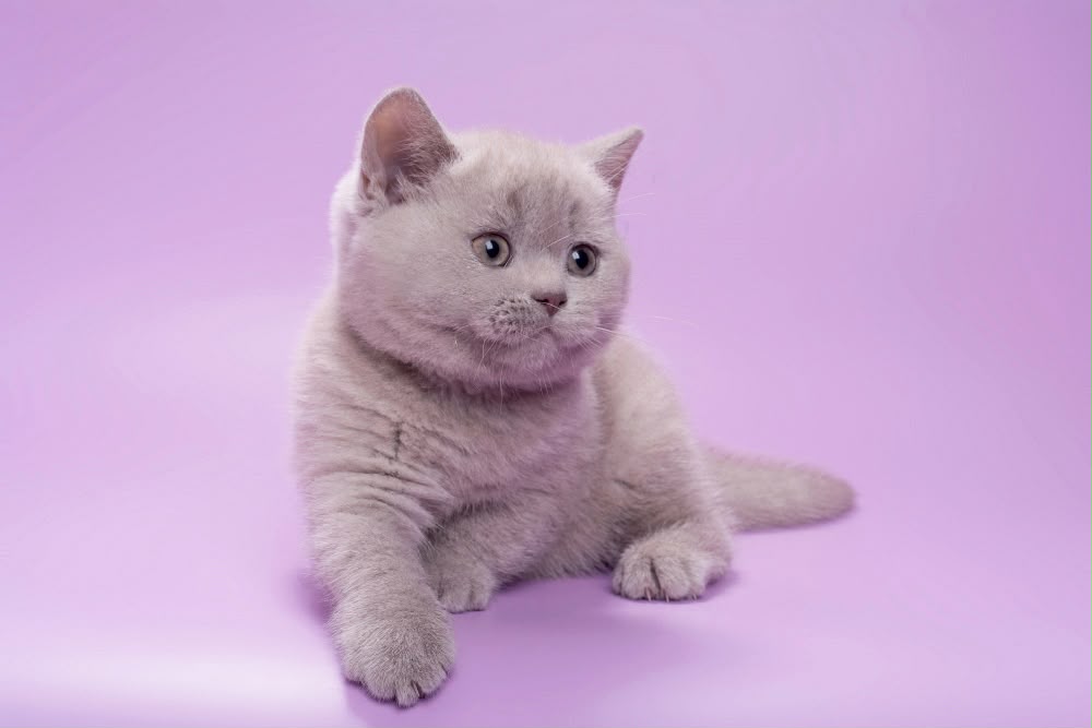 Sassy – Female