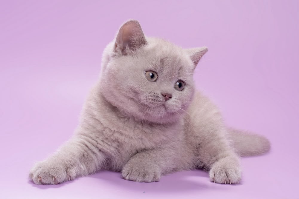 Sassy – Female