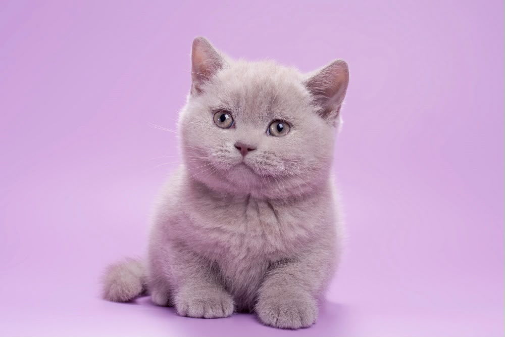 Sassy – Female