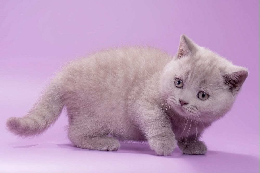 Sassy – Female