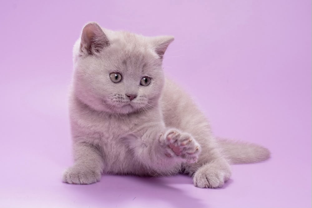 Sassy – Female