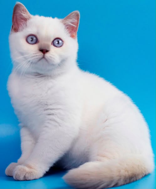 Bublik – Male