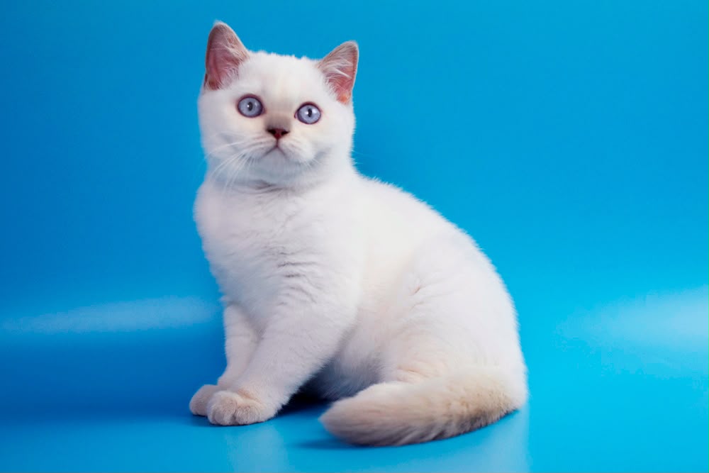 Bublik – Male