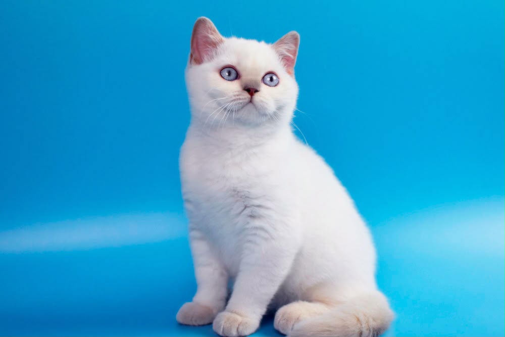 Bublik – Male