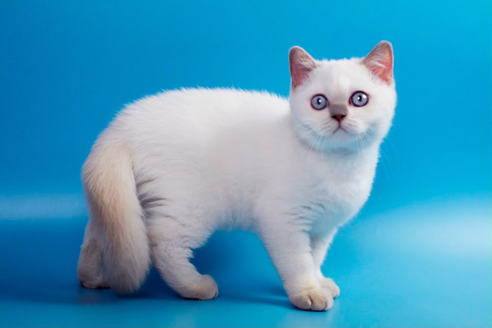 Bublik – Male