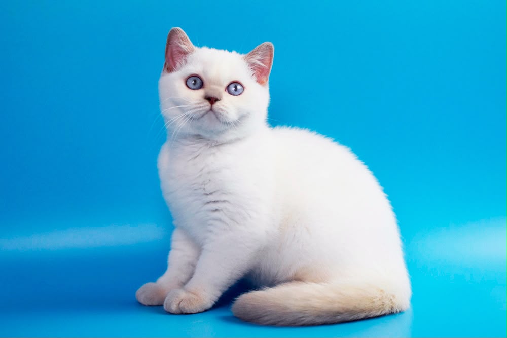 Bublik – Male