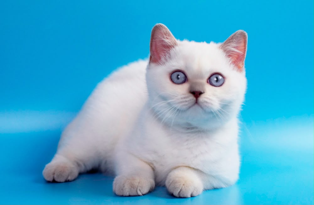 Bublik – Male