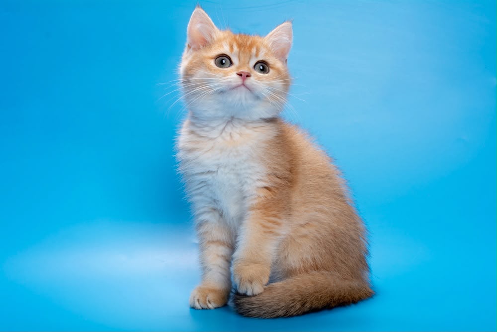 Garfi – Male