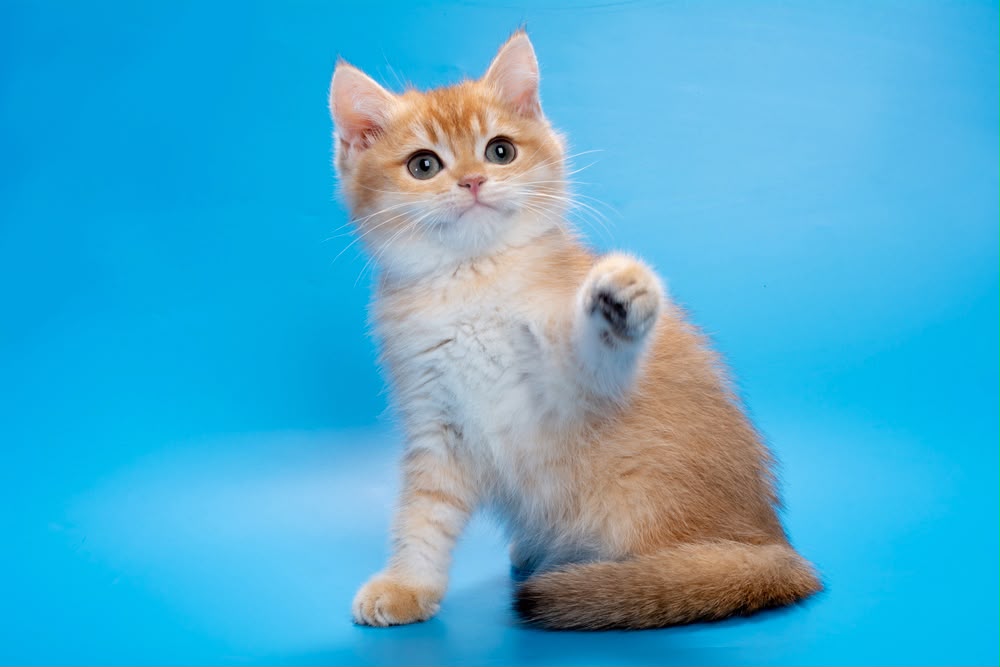 Garfi – Male