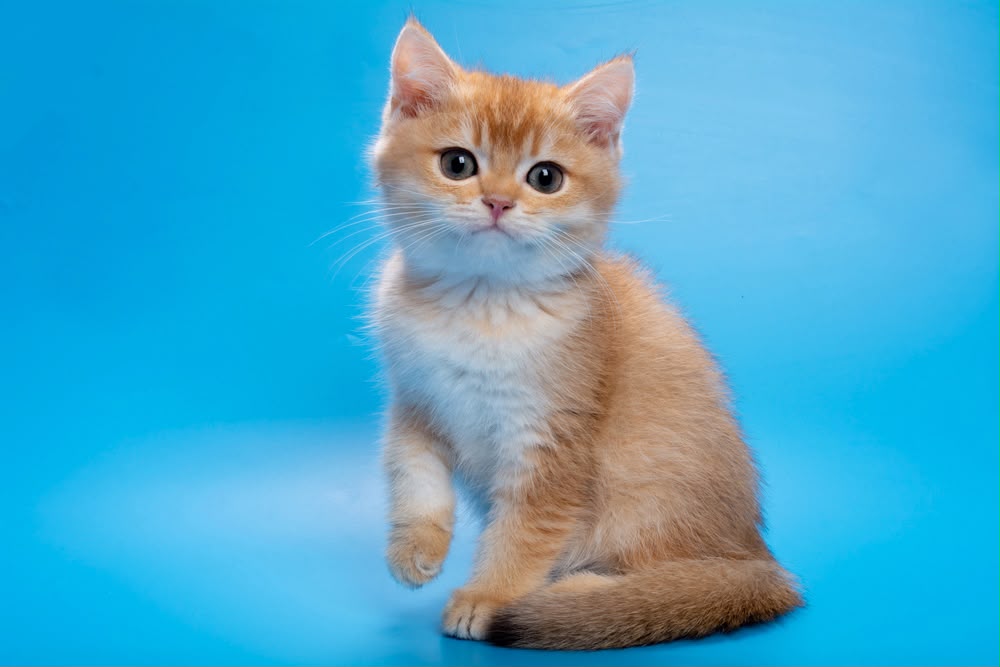 Garfi – Male