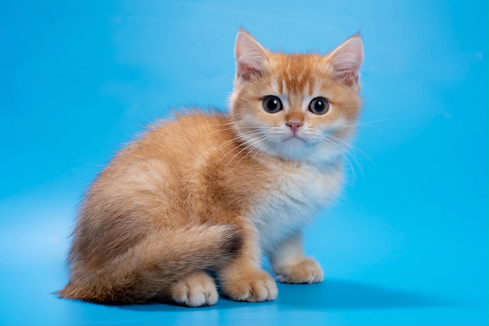 Garfi – Male