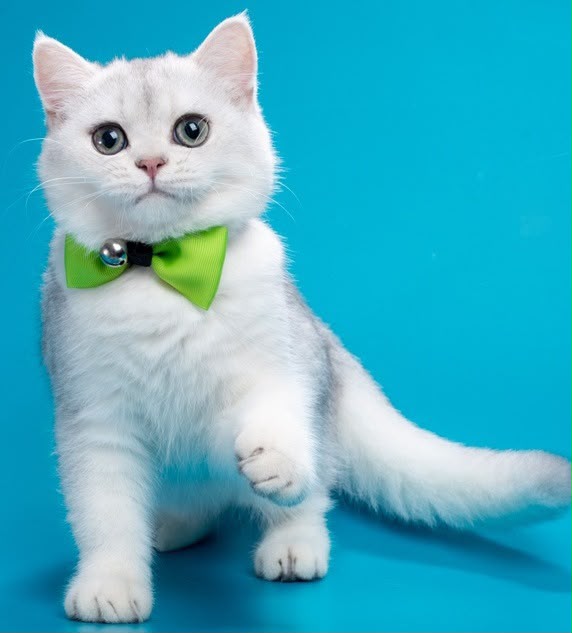 Fred – Male