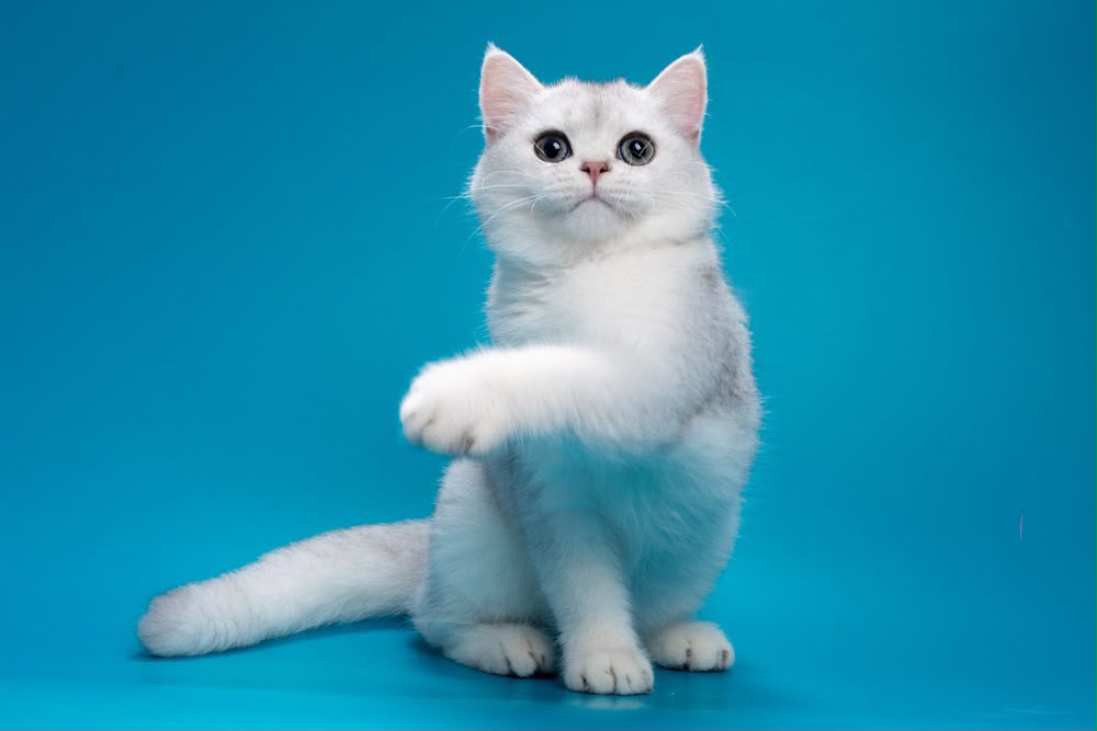 Fred – Male