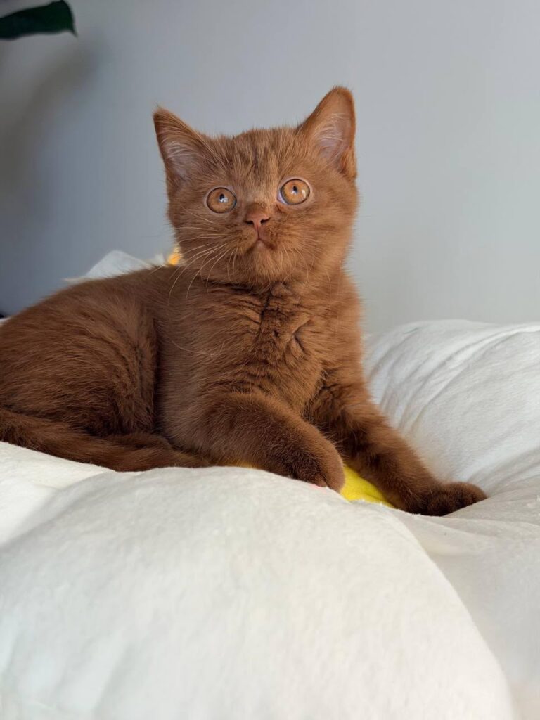 Sophie – Female