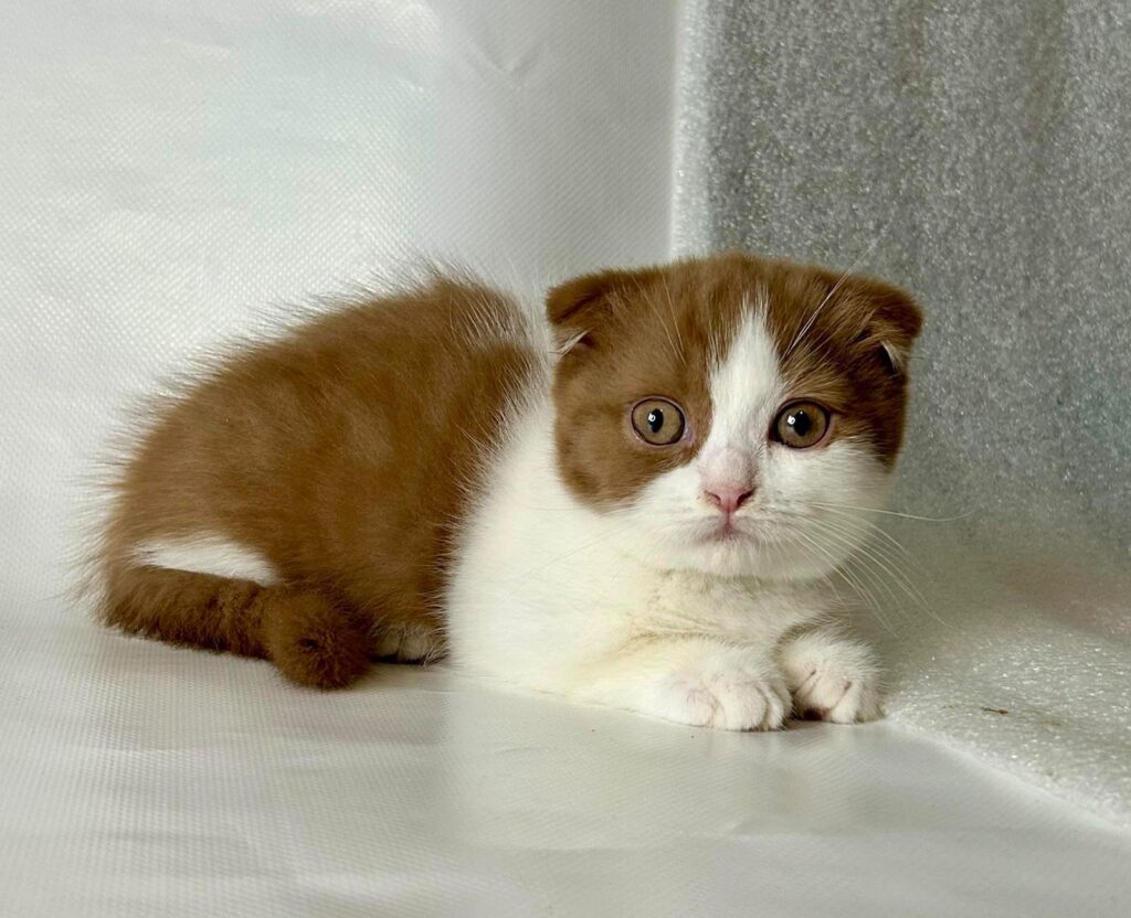 Leyla – Female
