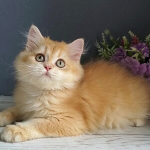 Biskvit chocolate golden chinchilla British Longhair kitten - InterPetsNYC