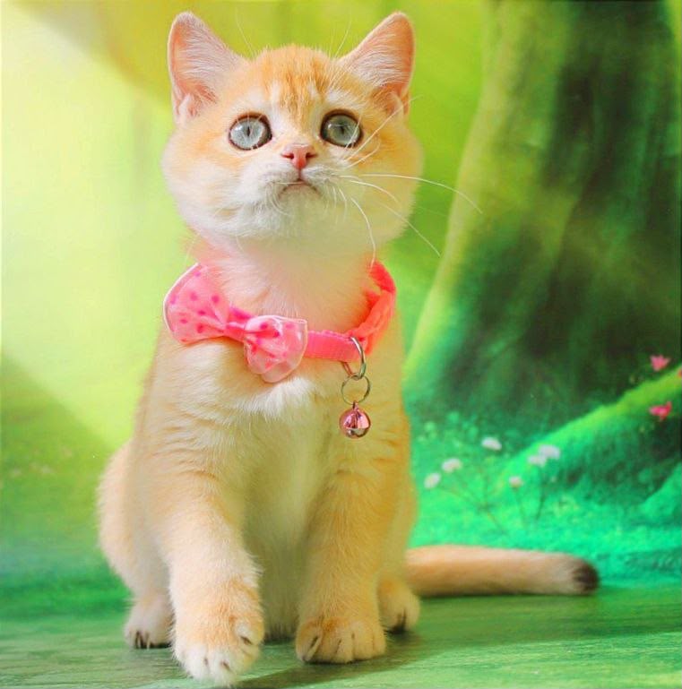 Kelly – Female