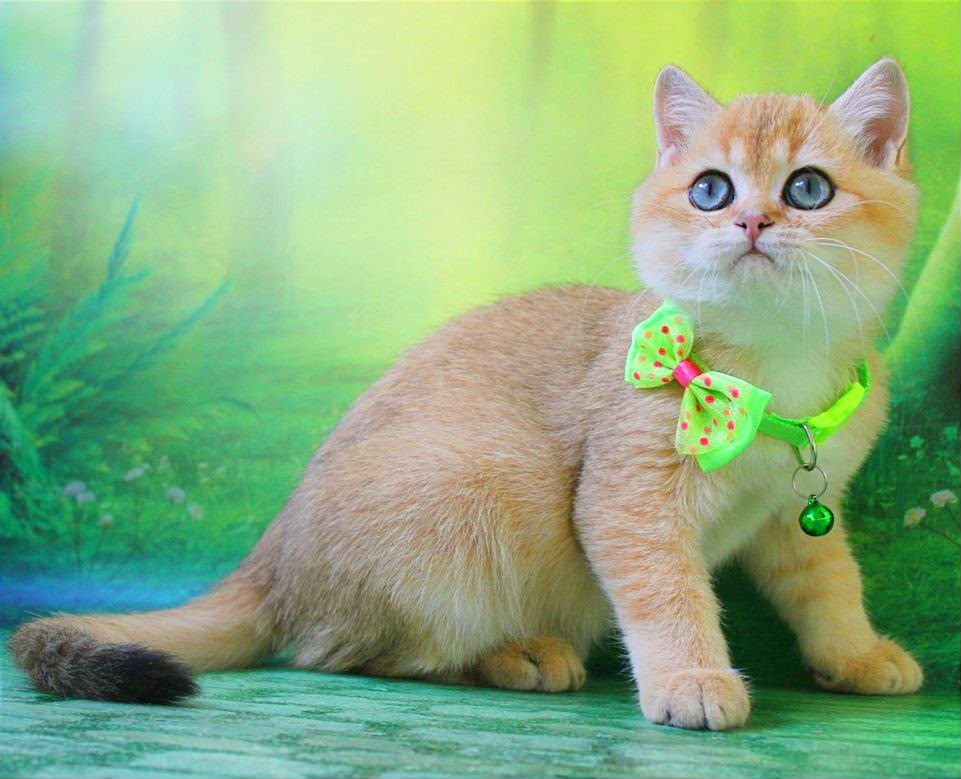 Kitty – Female