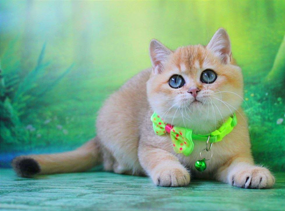 Kitty – Female