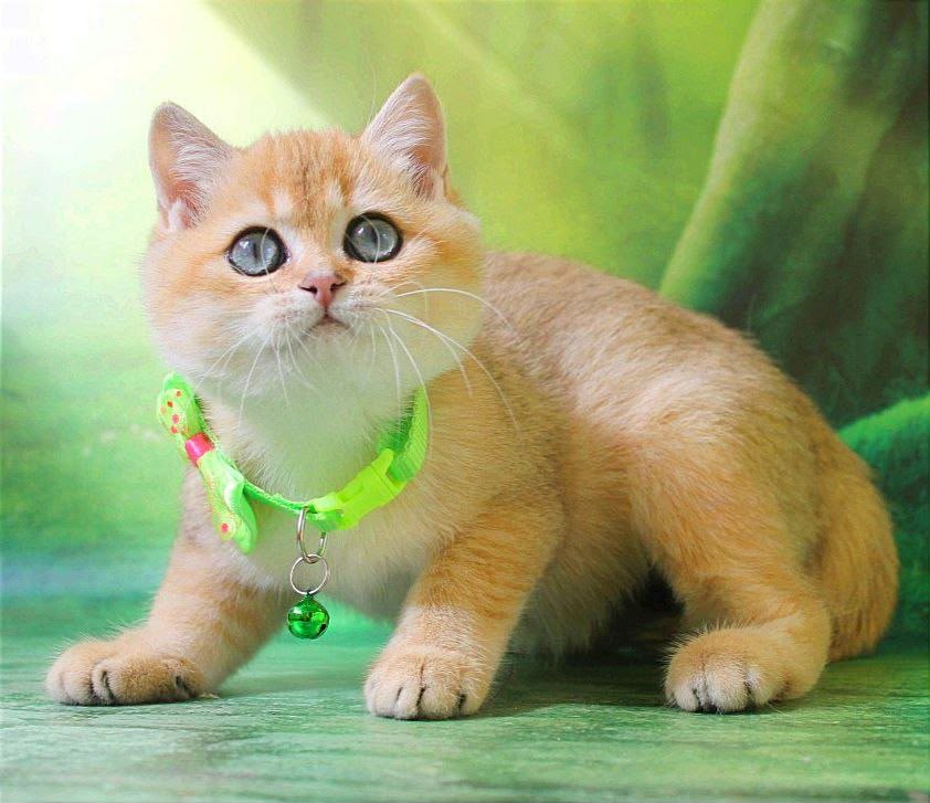 Kitty – Female