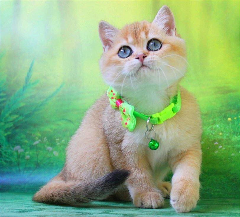 Kitty – Female