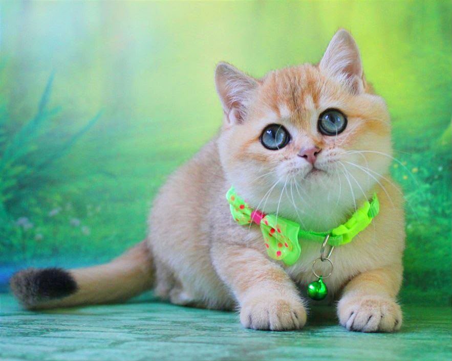 Kitty – Female