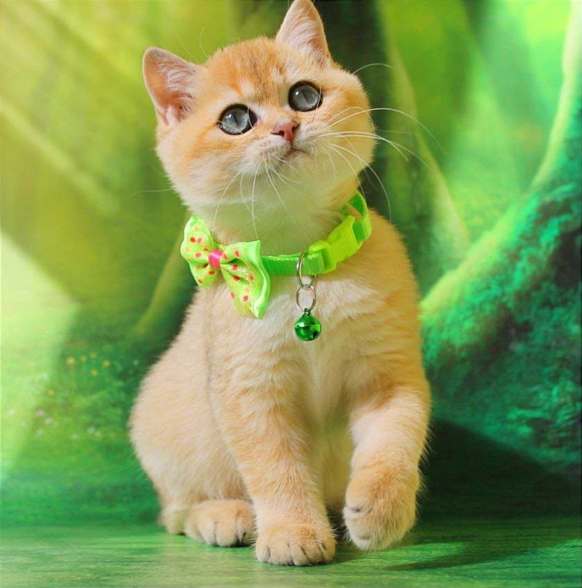 Kitty – Female