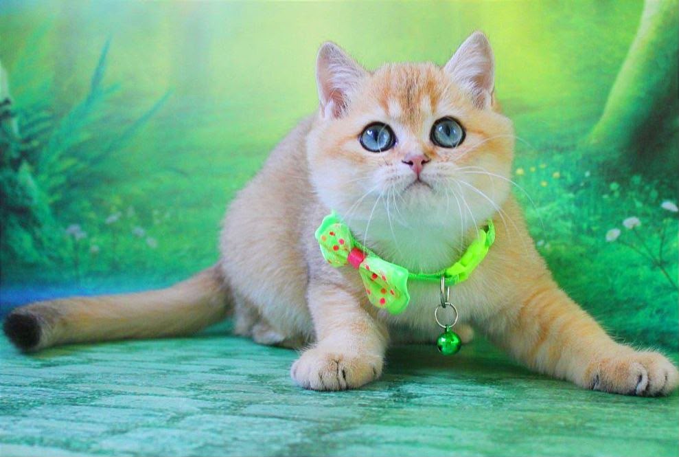 Kitty – Female