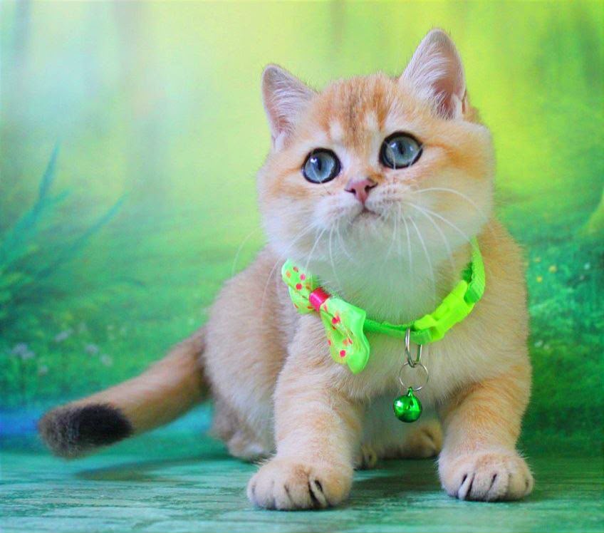 Kitty – Female