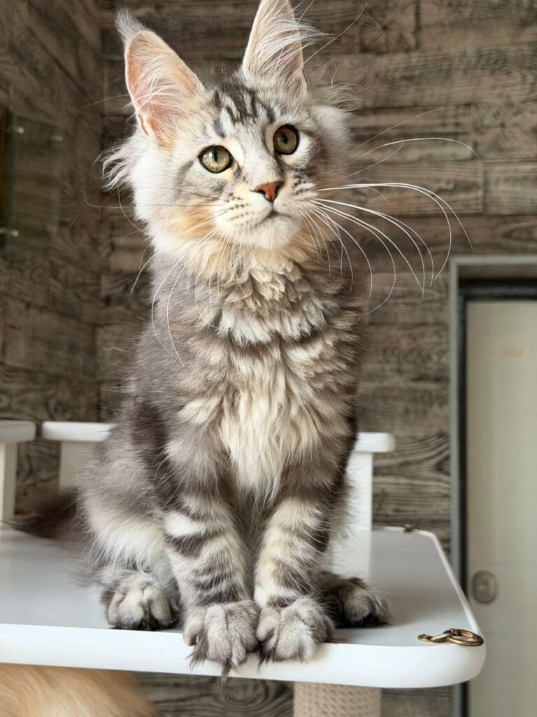 Shaman – Male
