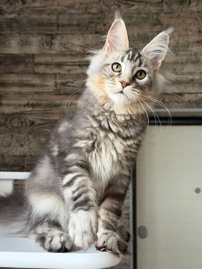 Shaman – Male