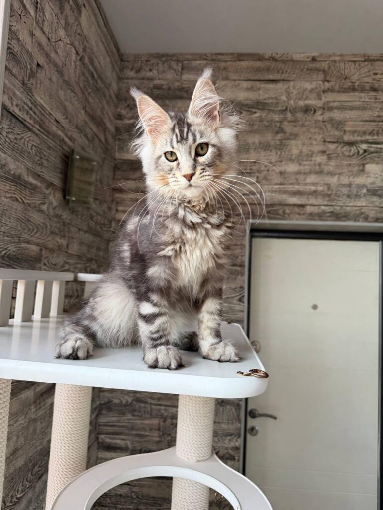 Shaman – Male