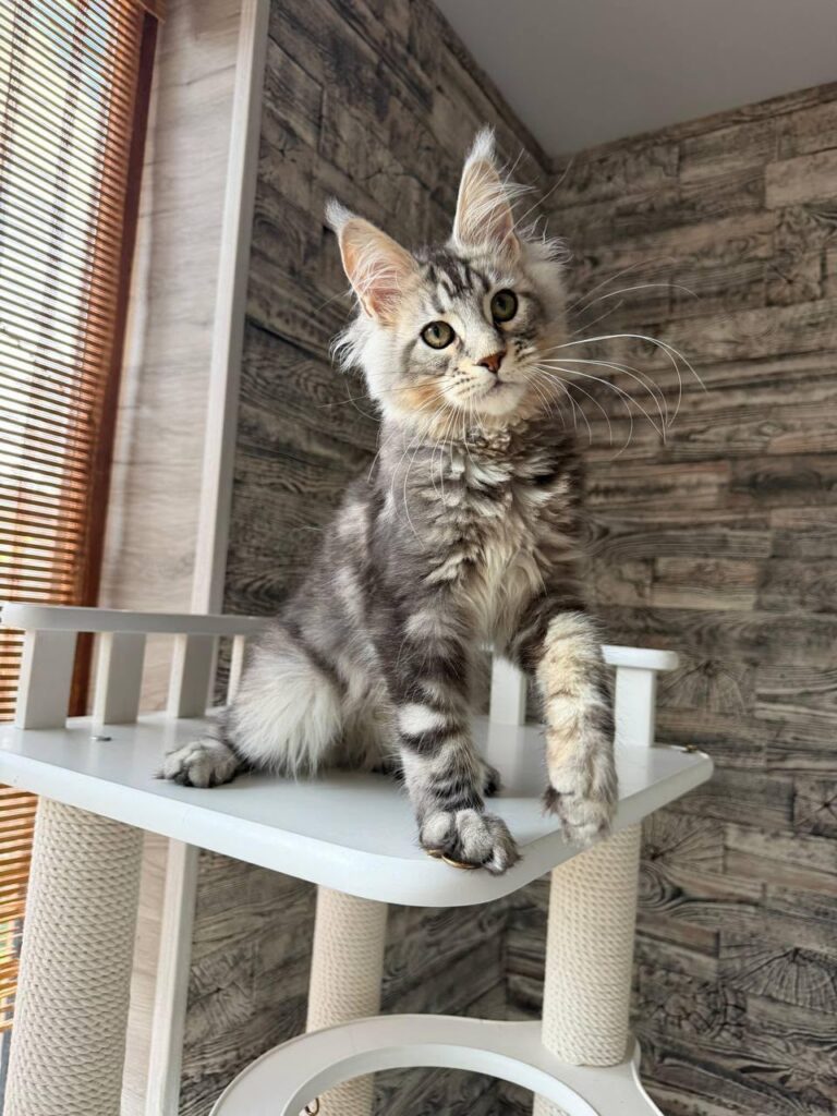 Shaman – Male