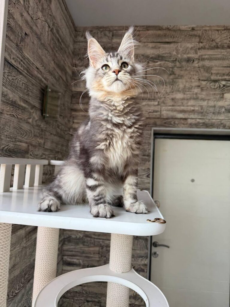 Shaman – Male