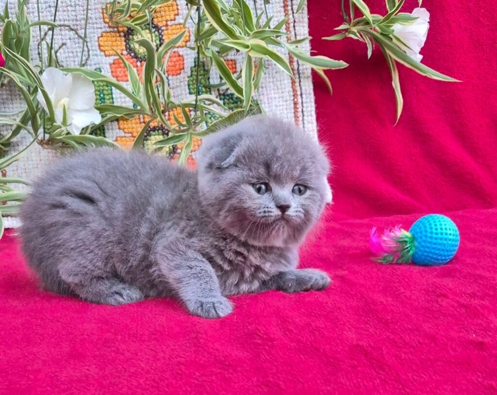 Lexi – Female